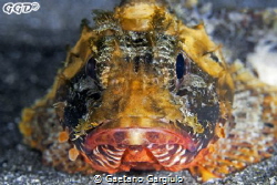 rare yellow hue scorpionfish by Gaetano Gargiulo 